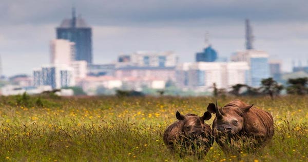 dimensions Nairobi-Park-2